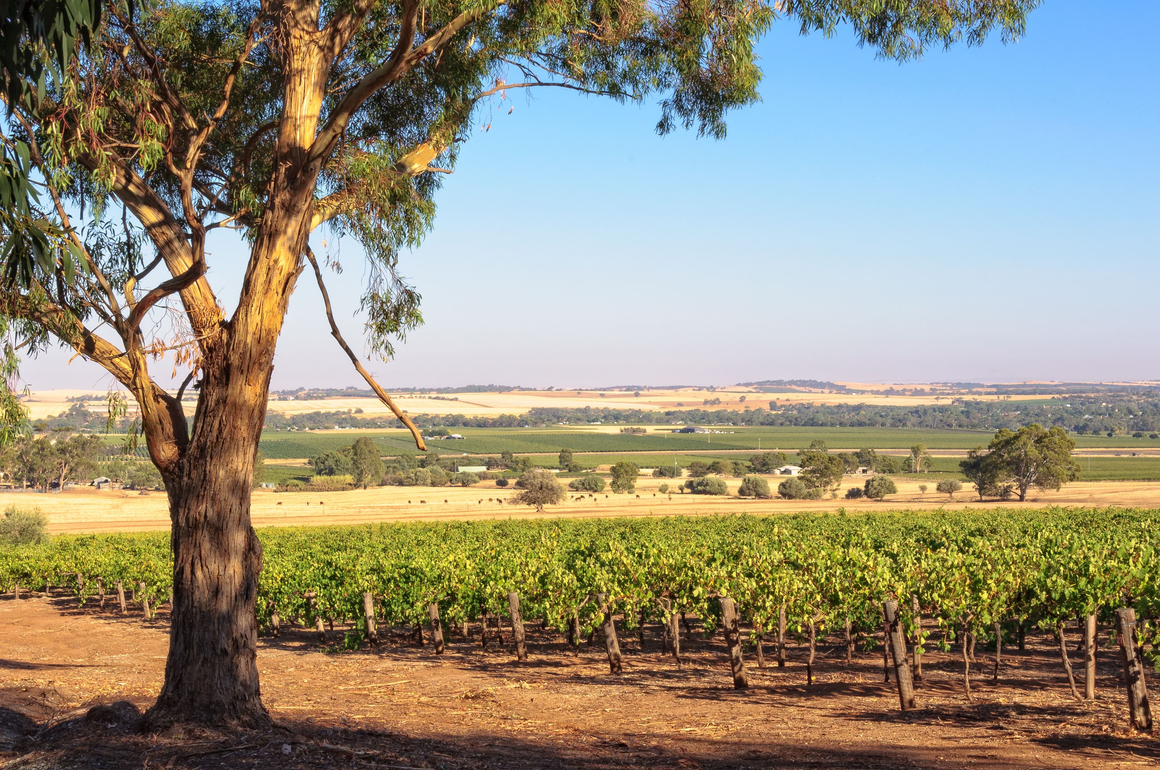 Barossa Valley vineyards stretching across a rolling landscape under a clear blue sky, with a single tree standing in the foreground.