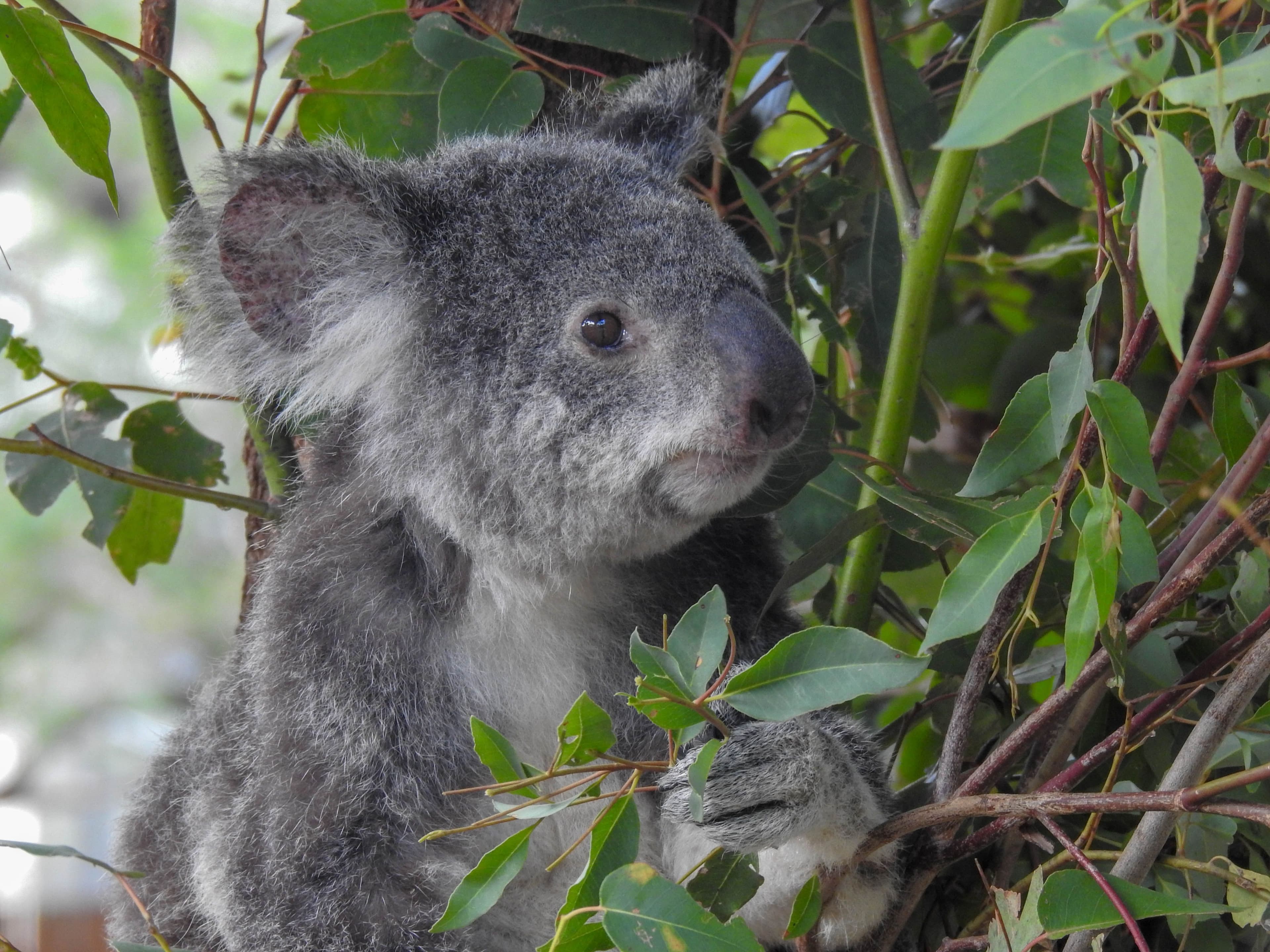 Koala at Lone Pine Sanctuary.jpeg