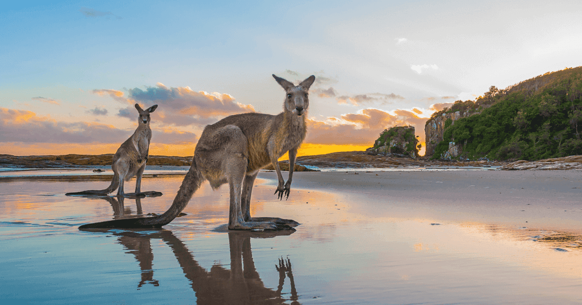 Sunrise-with-kangaroos-at-Diamond-Head-by-Matt-Cramer.png