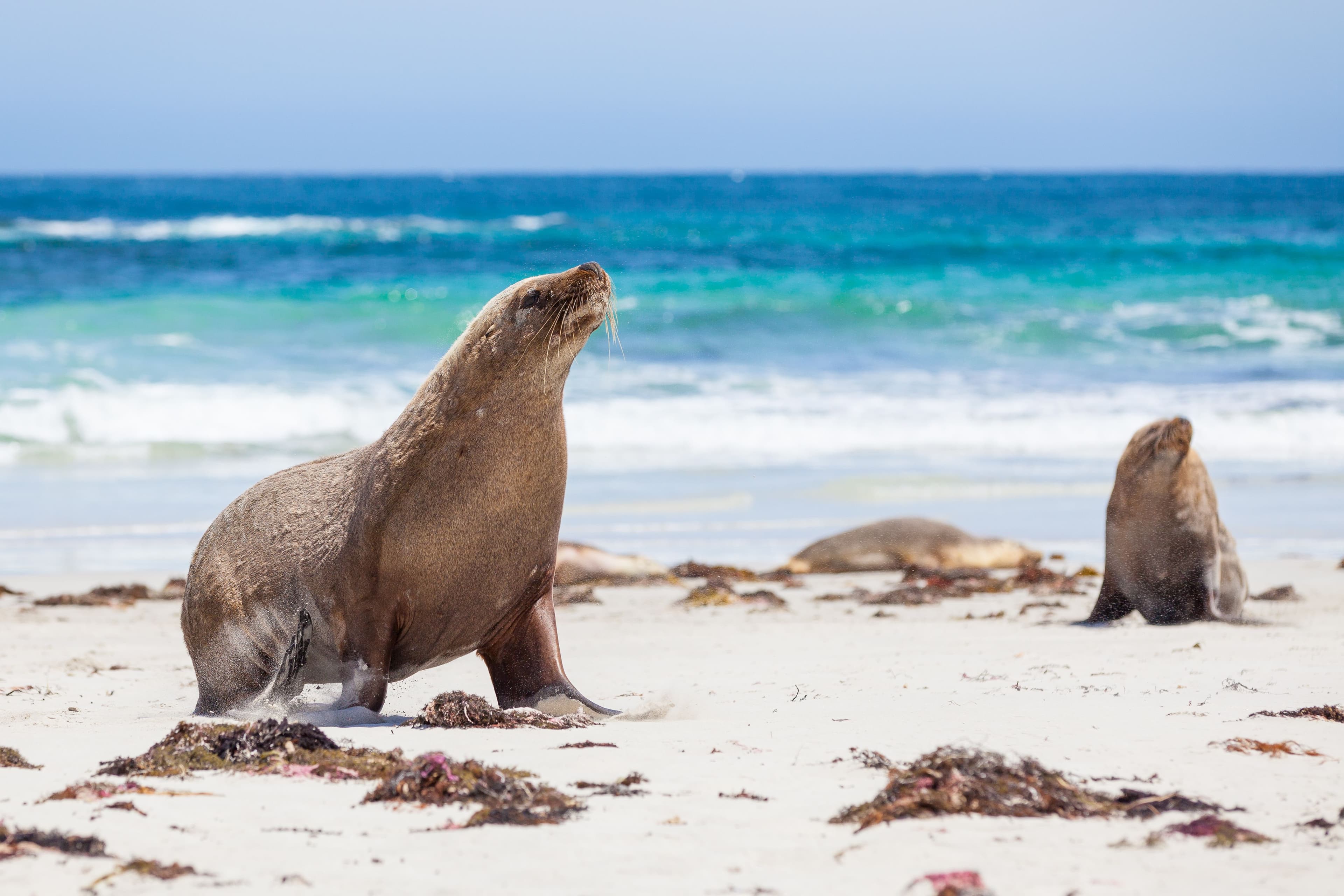 Two sealions on the beach